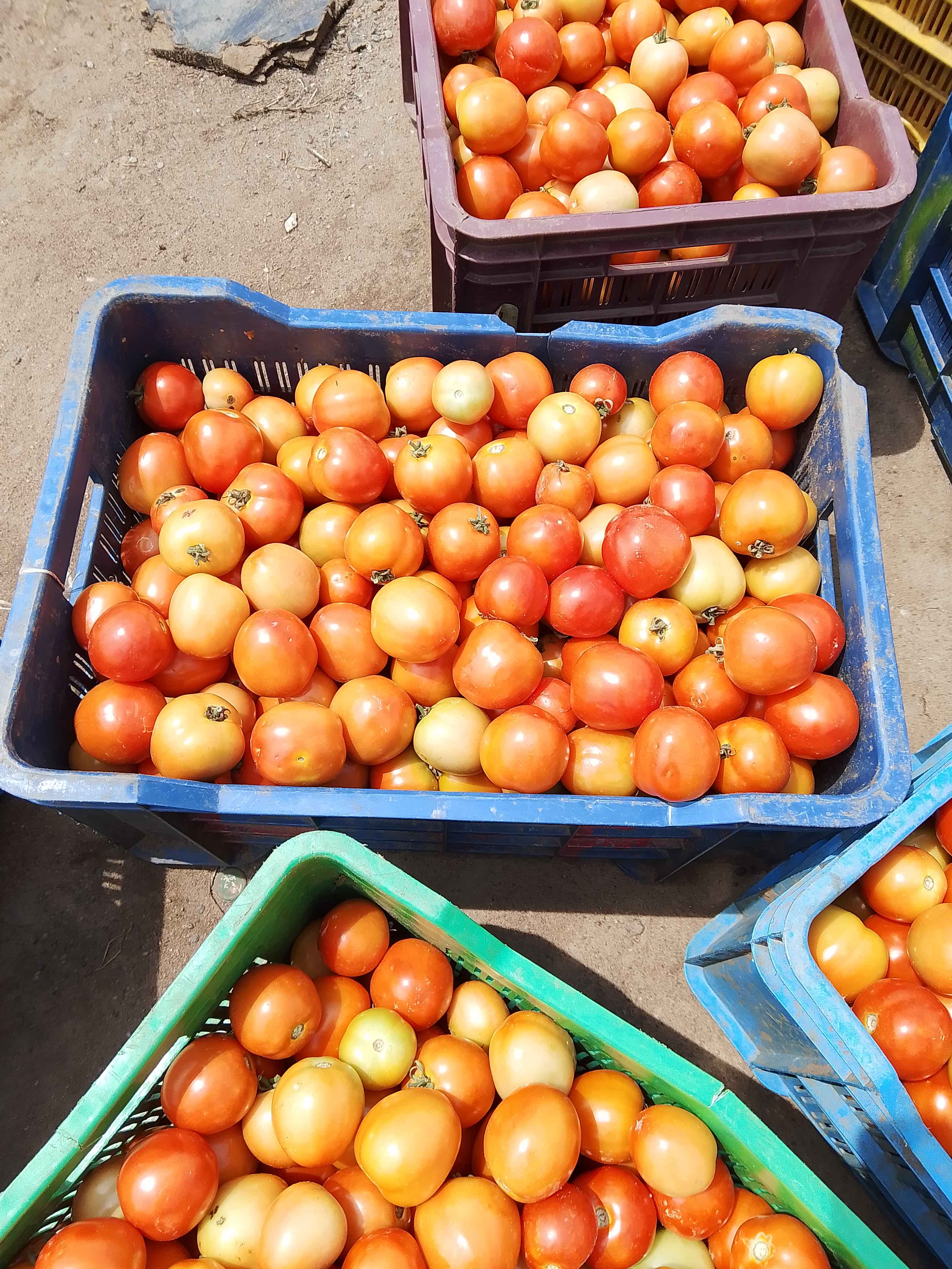 a batch of farm fresh Habanero (Ata rodo) , Tomato  for sell