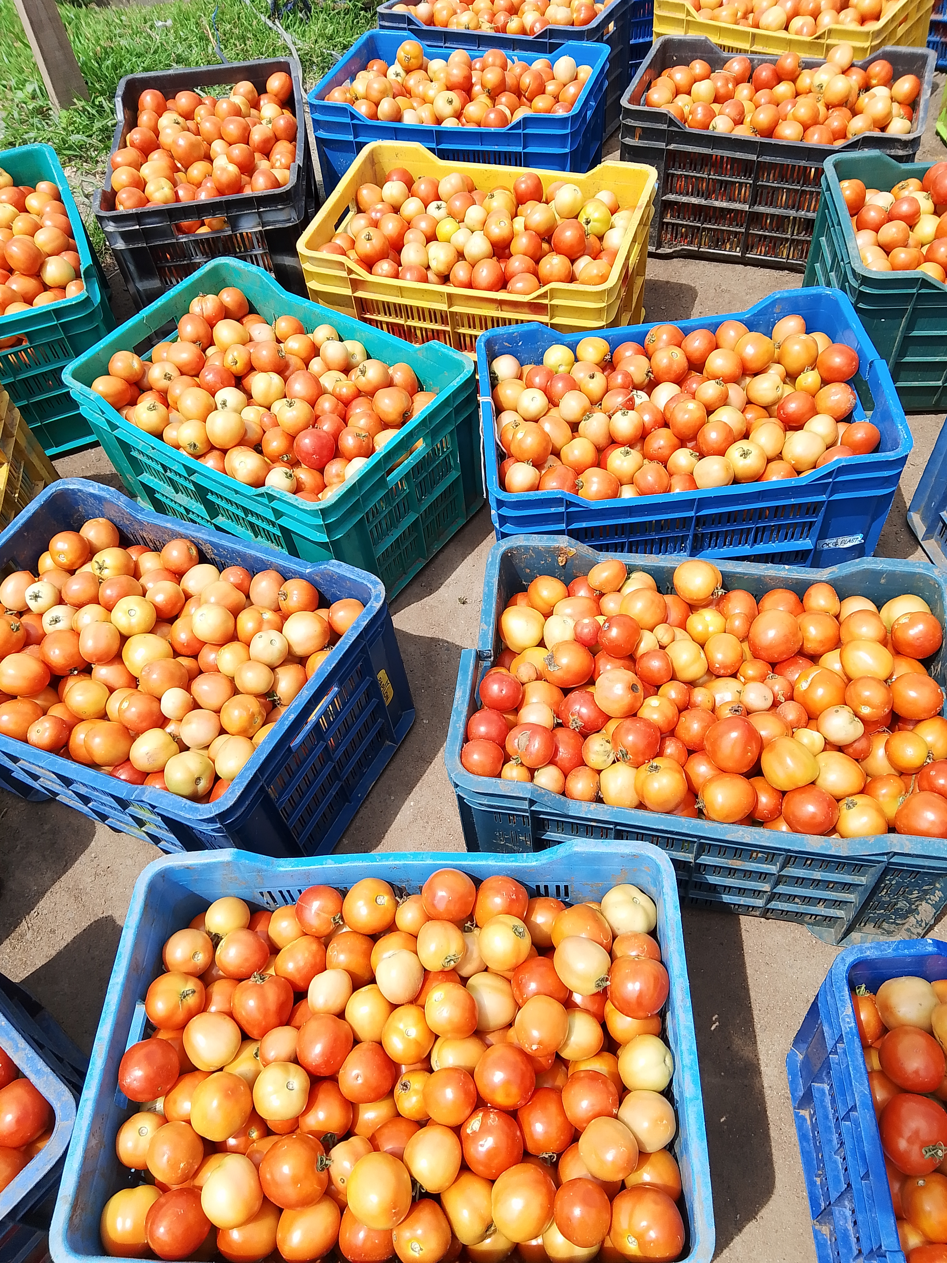 Habanero (Ata rodo) , Tomato  2