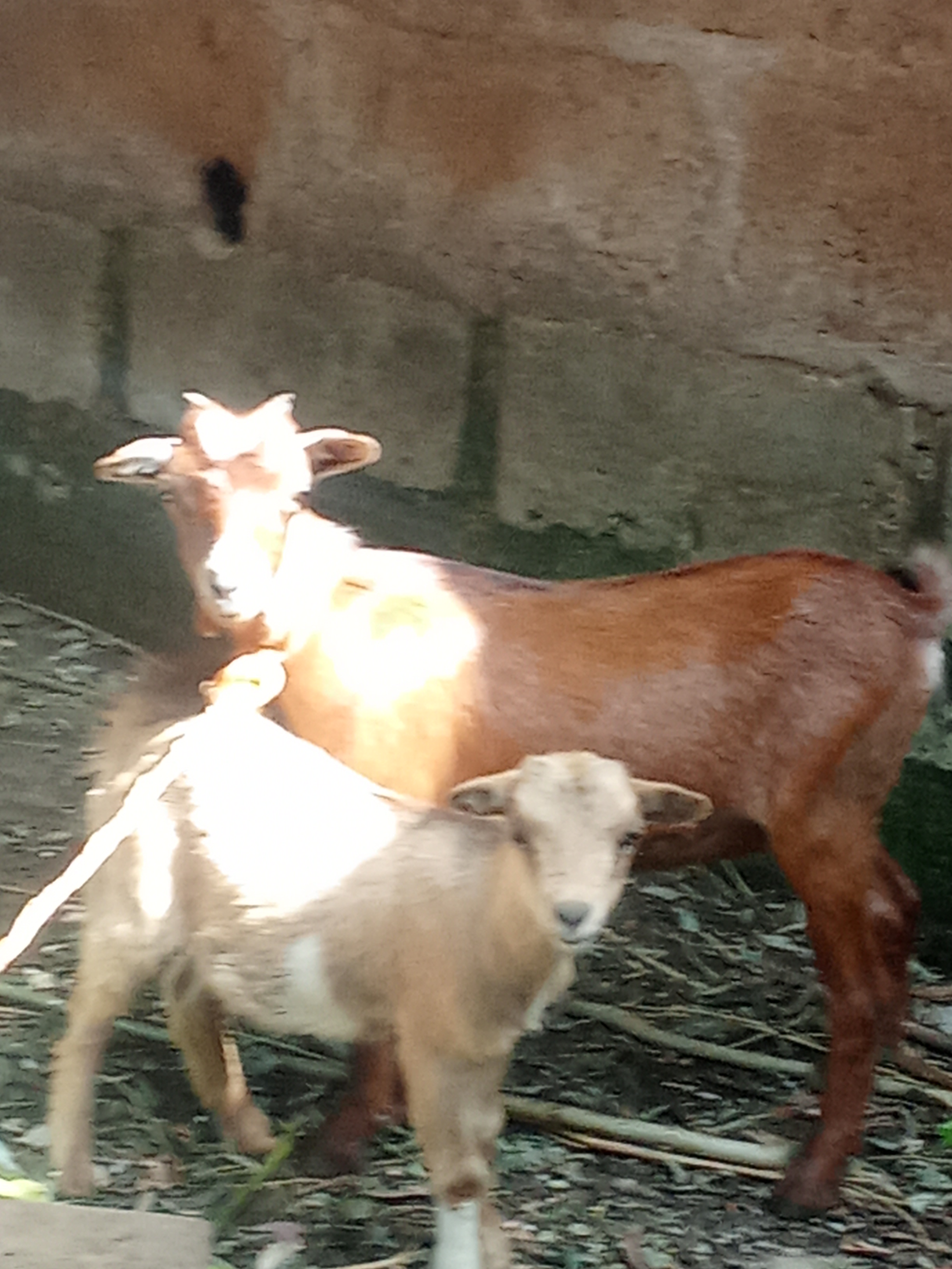 Local Goats for sales