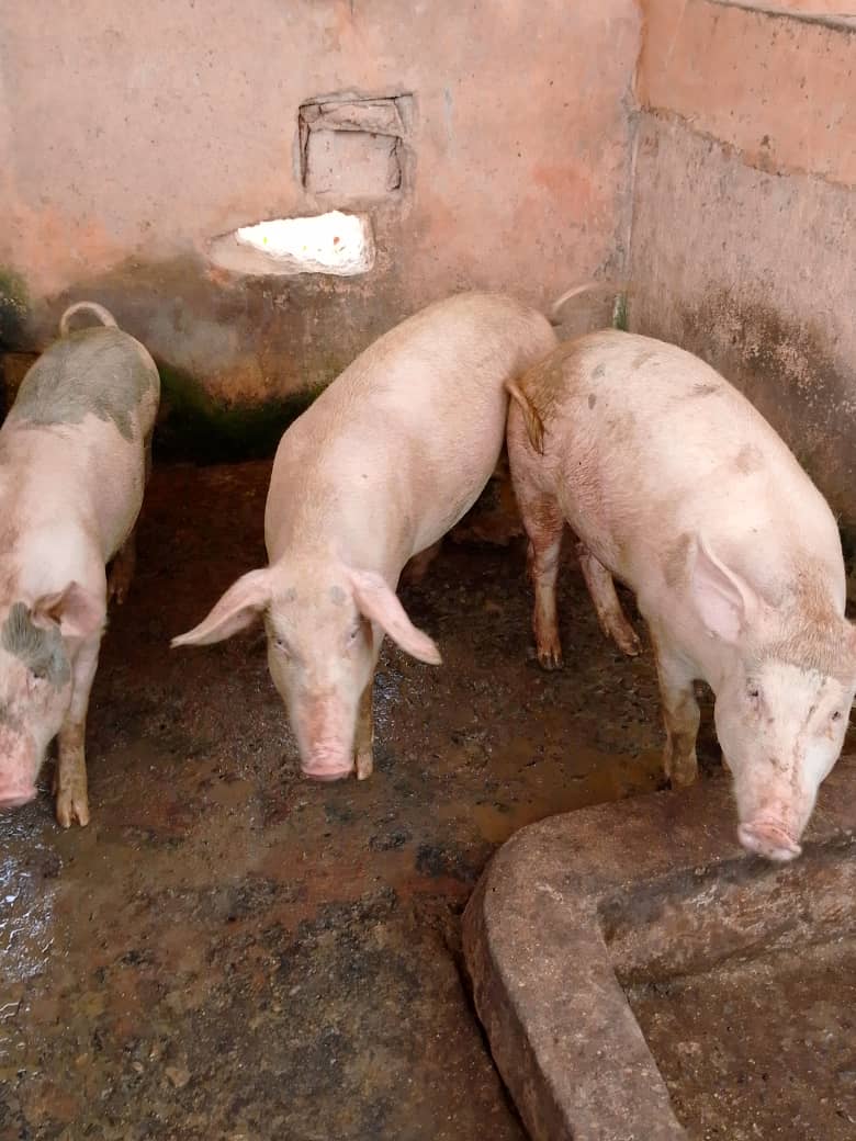 Large white point of service  for sales