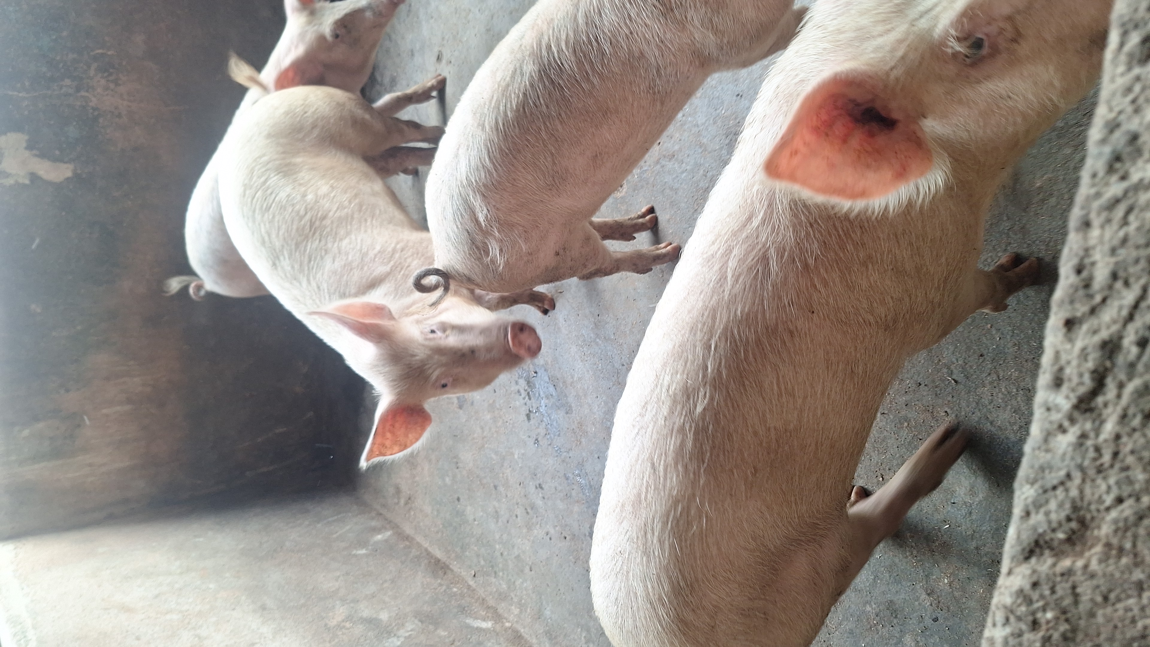 Large white point of service  3