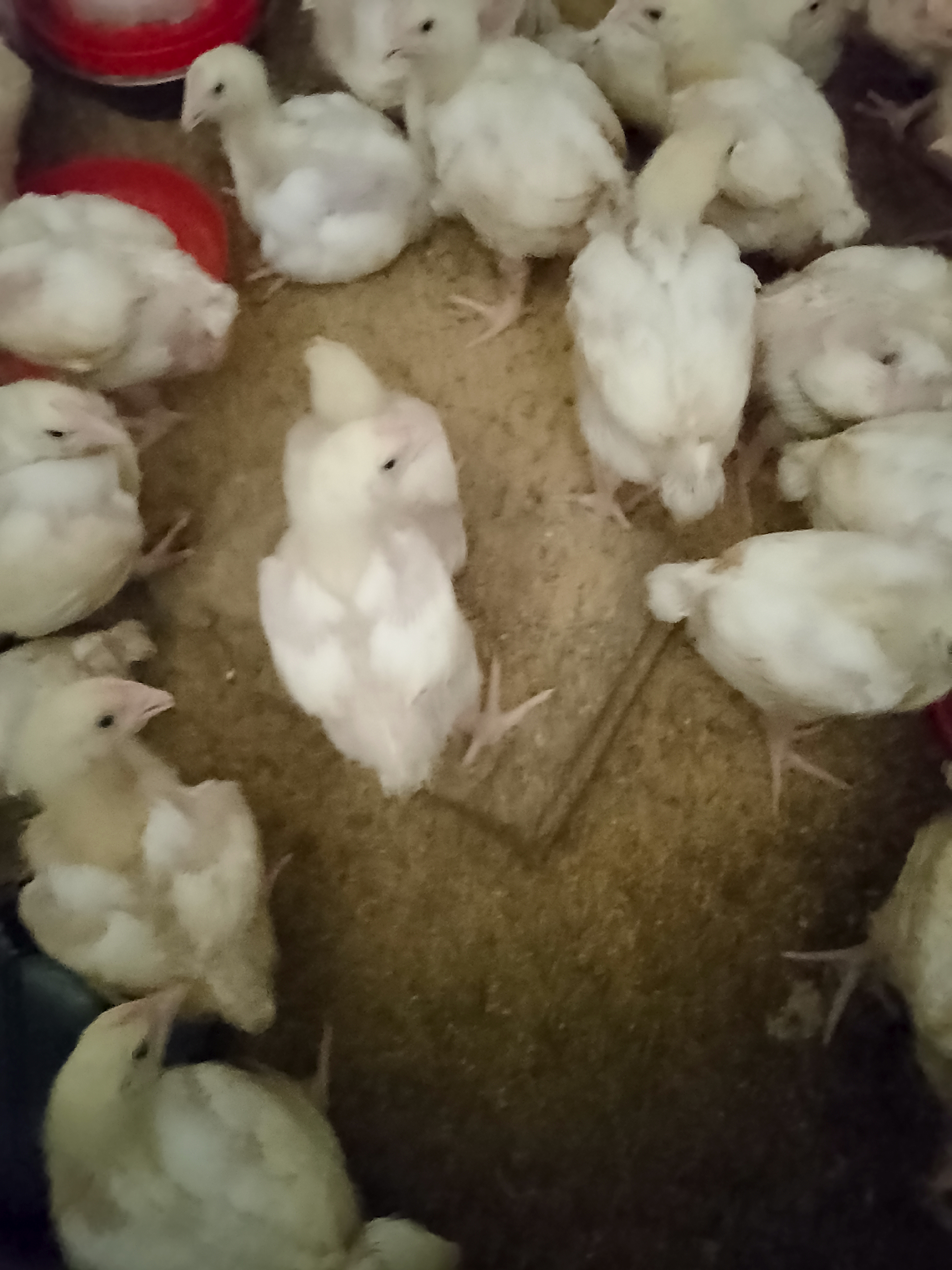 ARAIRE FARMS 's picture