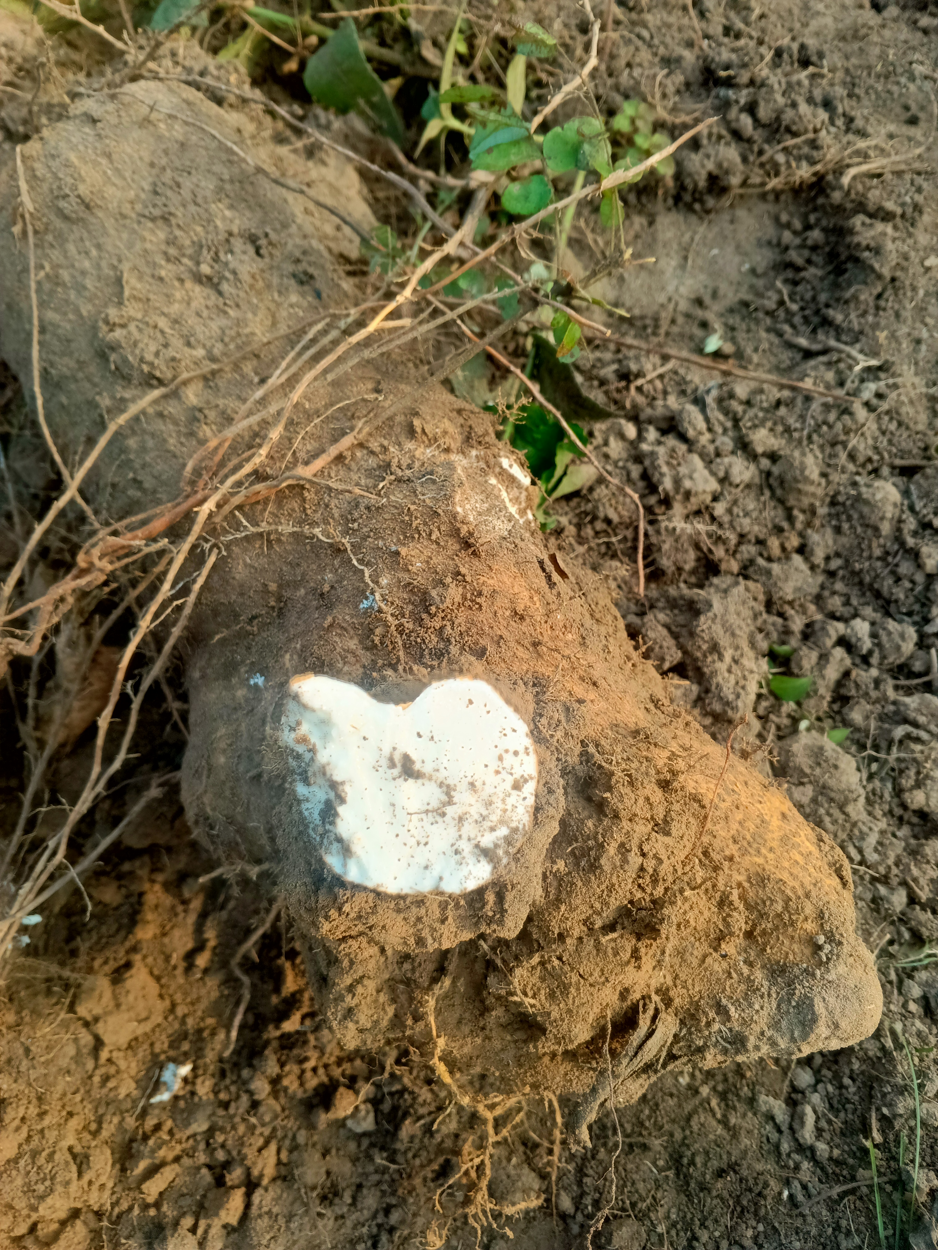 onyeaboo@yahoo.com's picture