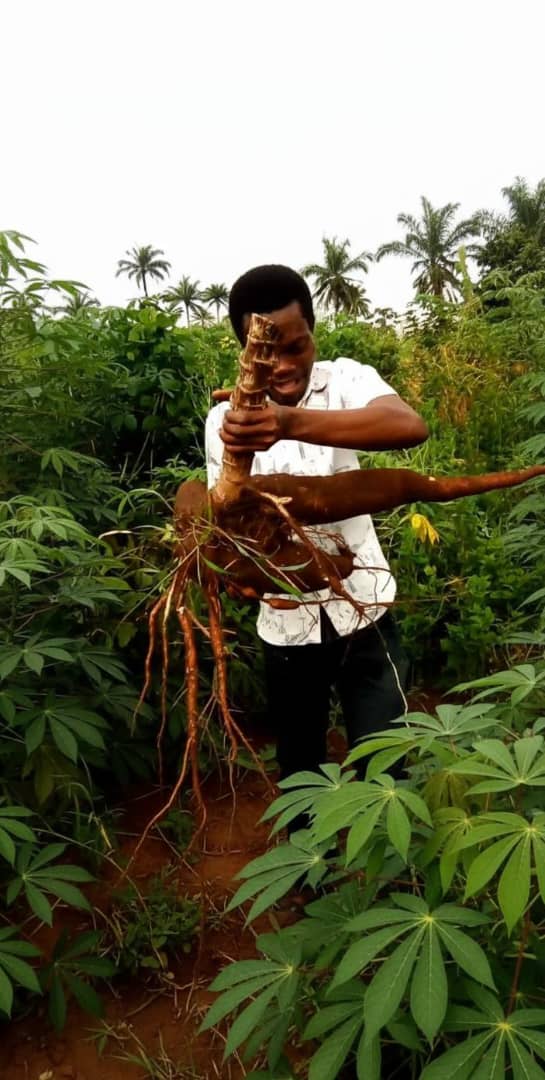 High-Yield Freshly Harvested Cassava Tubers - Available in Bulk (Acres) 2