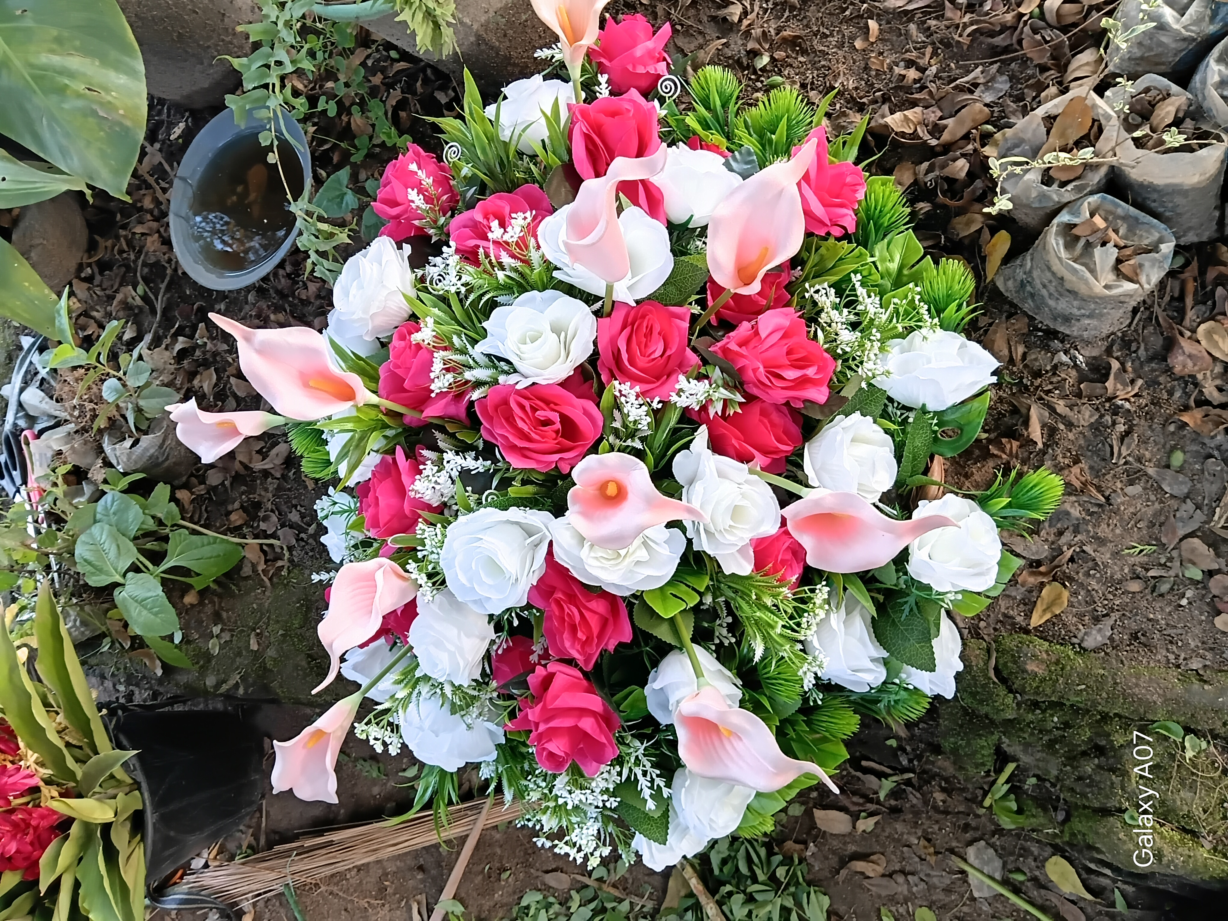 M.ojo horticulture 's picture