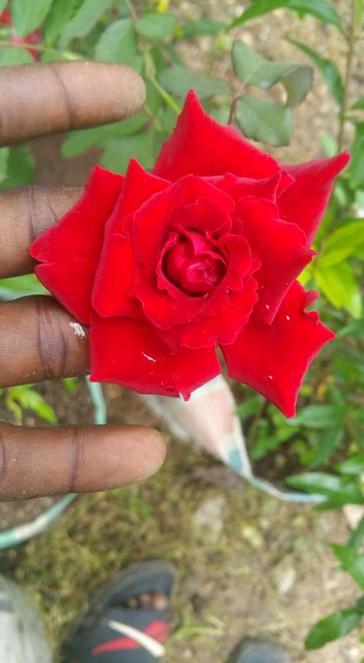 M.Ojo horticulture 's picture