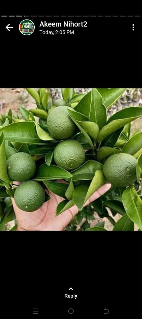 Improved varieties of fruits trees 2