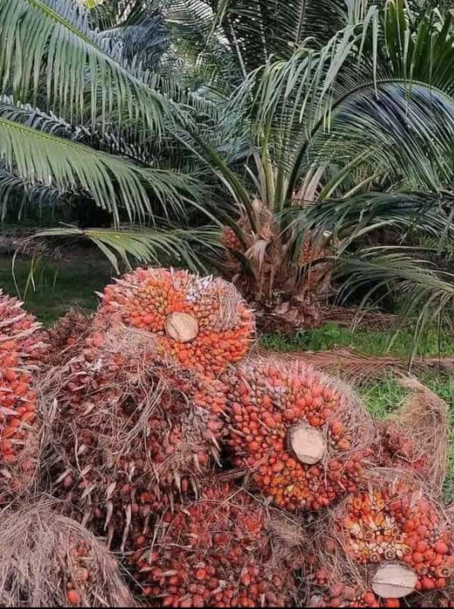 Improved varieties of fruits trees 3