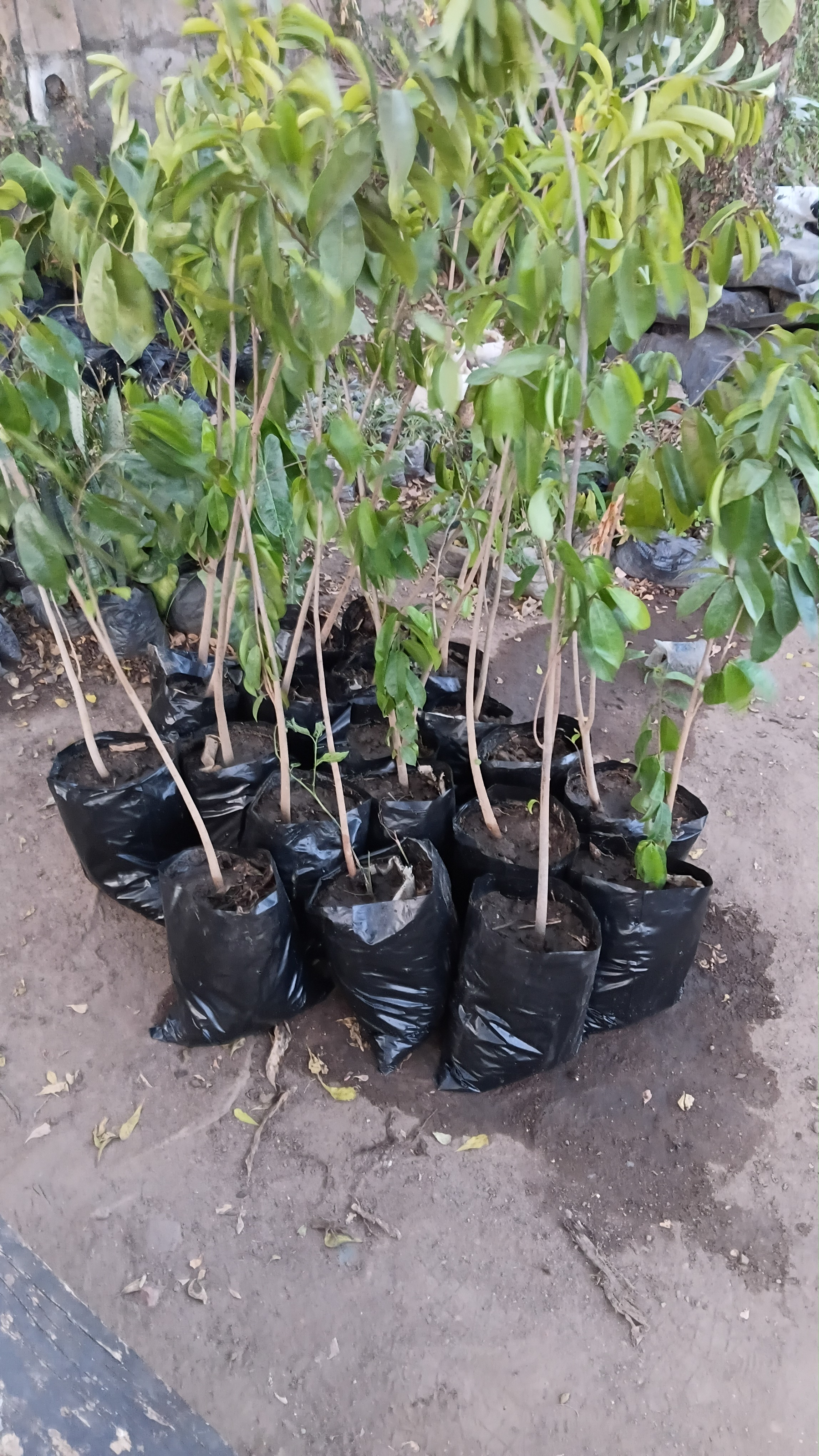 Improved varieties of fruits trees