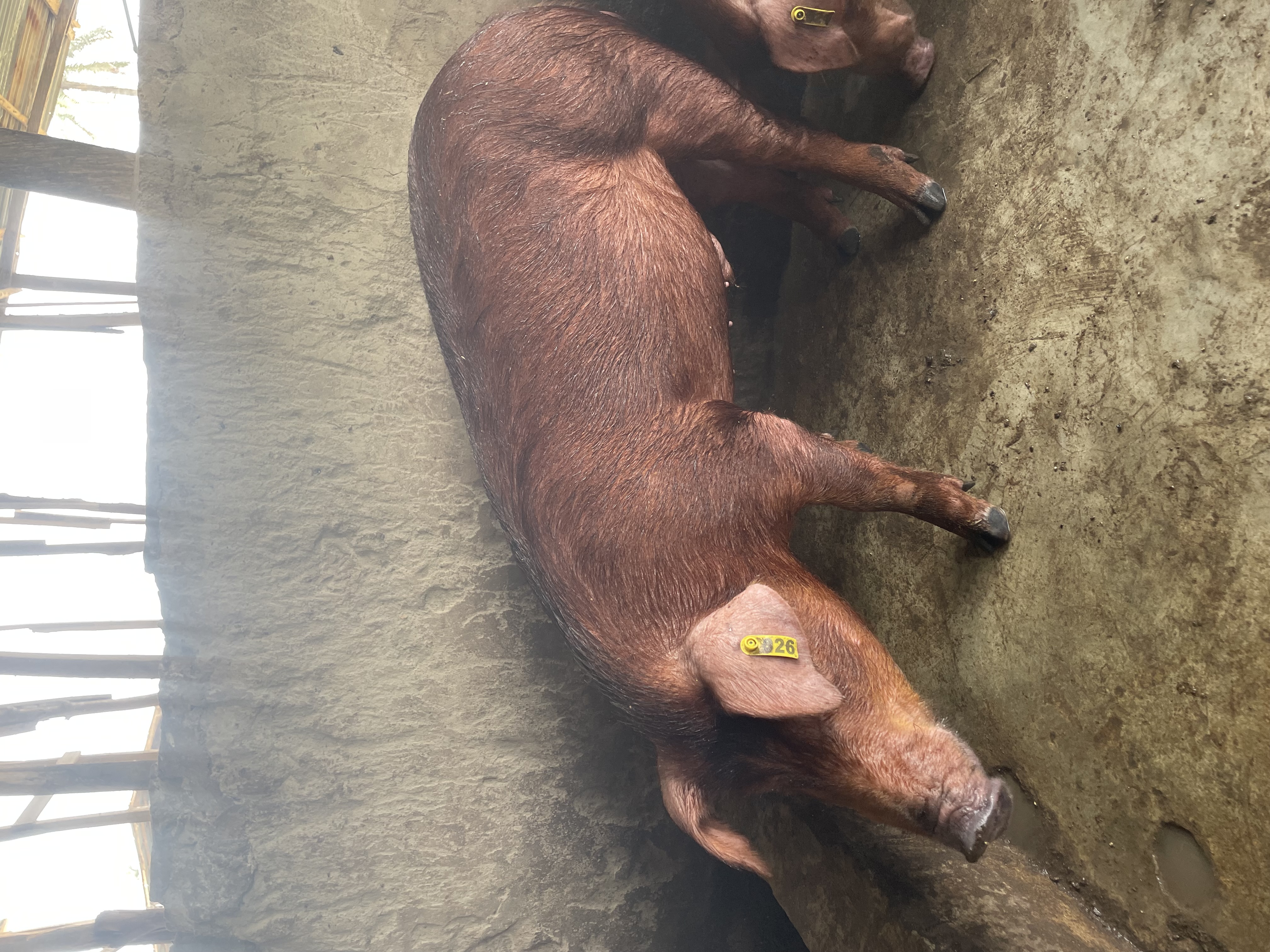 Duroc pig 1