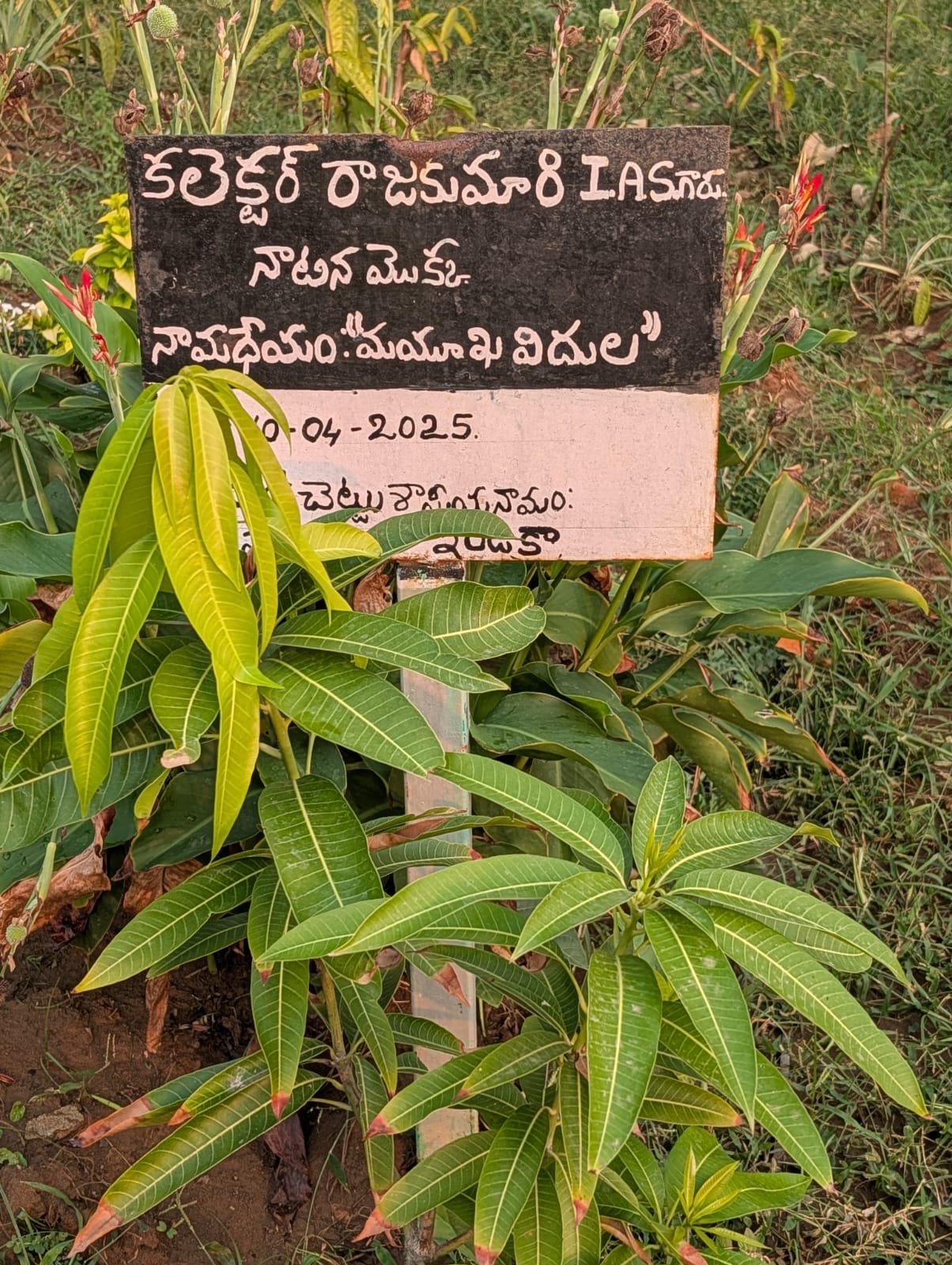 Collector Raja Kumari planted Mango tree
