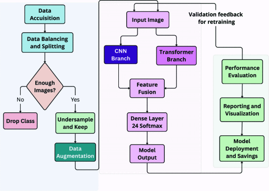 CNN-Transformer Fusion Network for Multi-Class Leaf Disease Classification