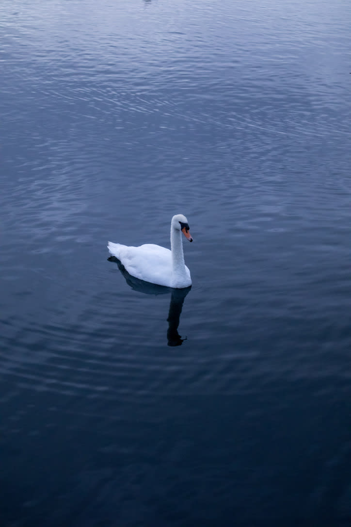 267ED913-8859-47DC-A396-5C9E1CCC312F_1_105_c_xz8zjq