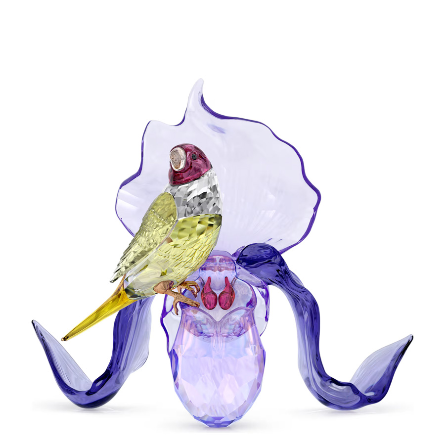 Evening Maiden Orchid by Zara