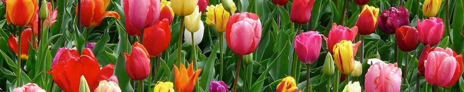 Occasions pentecost