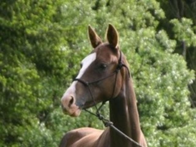 Liver Chestnut