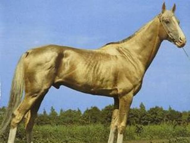 Light Palomino