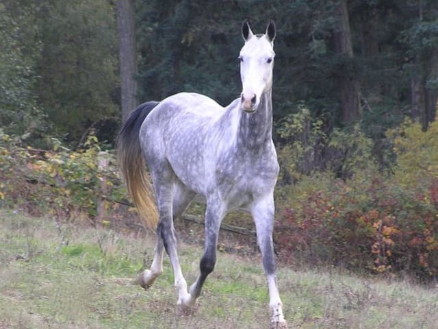 Grey
