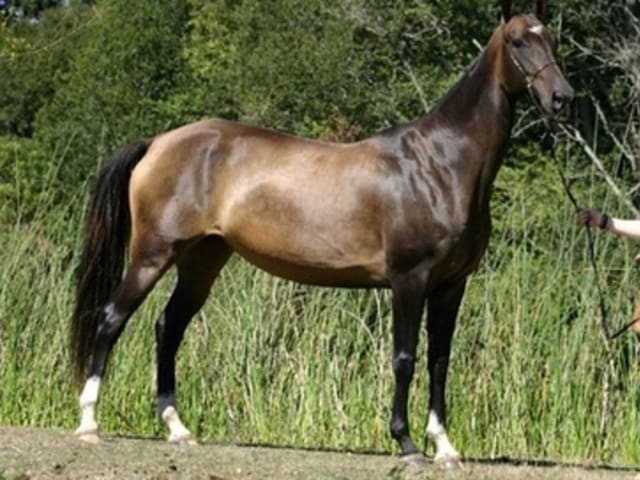 Sooty Buckskin