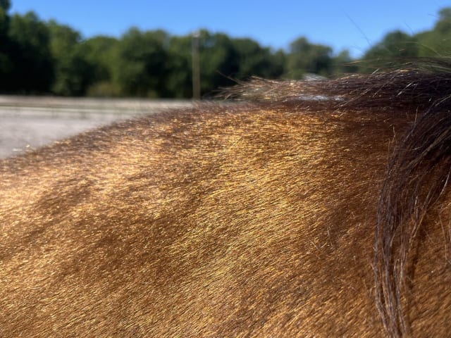 CG Alara – Metallic Buckskin