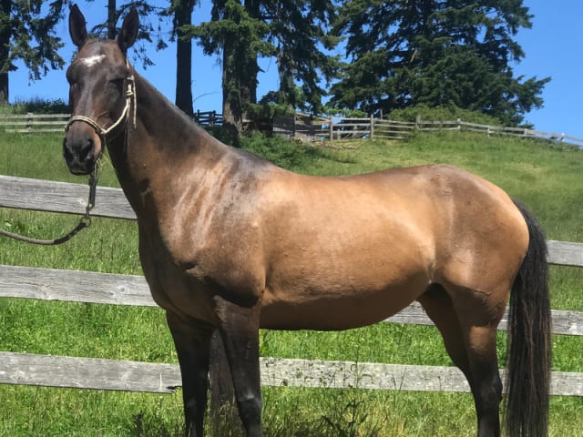 Dark Buckskin