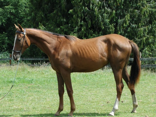Chestnut