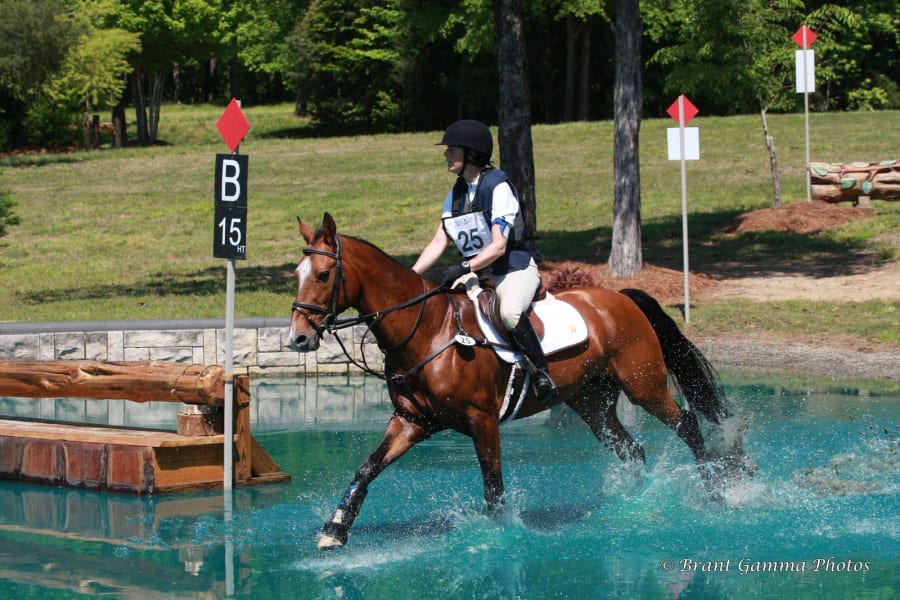 Akhal-Teke horses