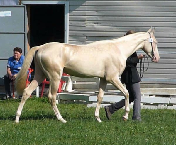 Cremello Akhal-Teke colt Akgez Geli