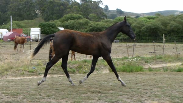 Akhal-Teke yearling colt trotting