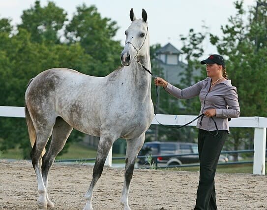 Akhal-Teke mare Daga