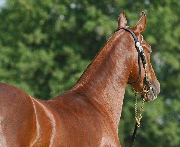 Black Akhal-Teke stallion Gerald