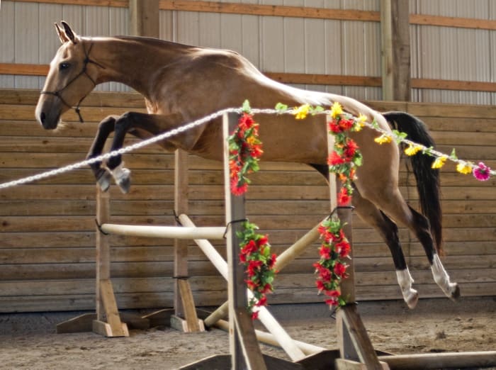The Akhal-Teke in Modern Sport: From Endurance to Dressage