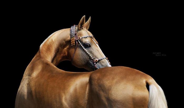 The Golden Horses of Turkmenistan: A 3,000-Year Legacy