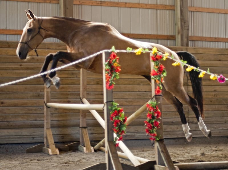 The Akhal-Teke in Modern Sport: From Endurance to Dressage