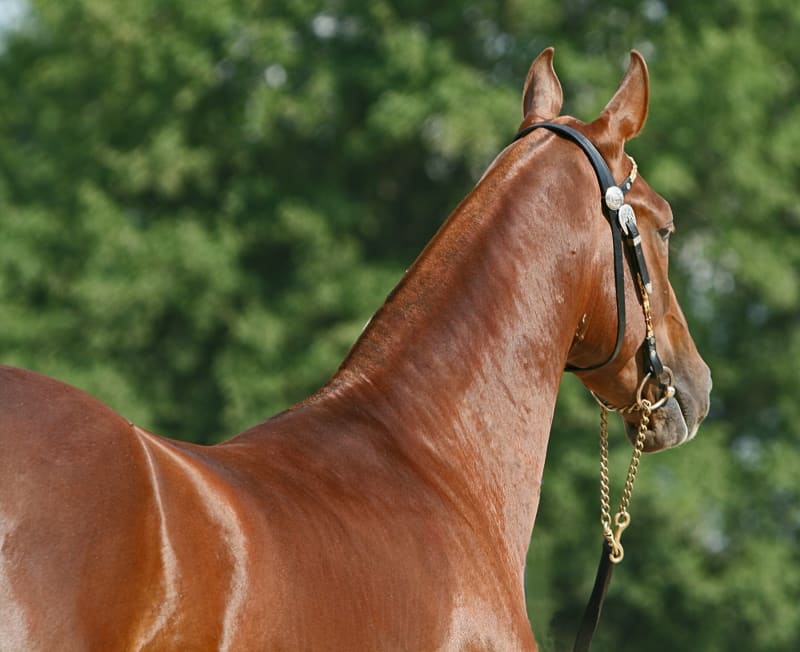 Black Akhal-Teke