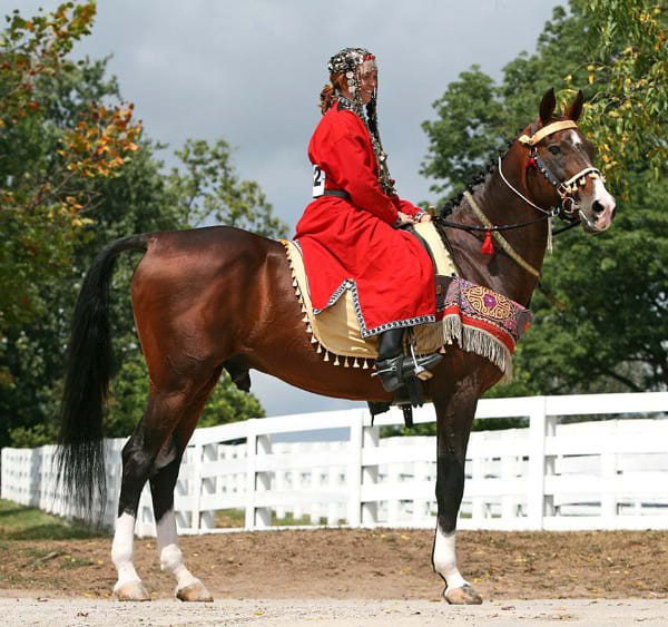 Conformation and the Breed Standard: What Judges Look For