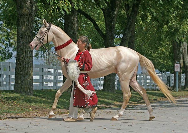 Perlino Akhal-Teke