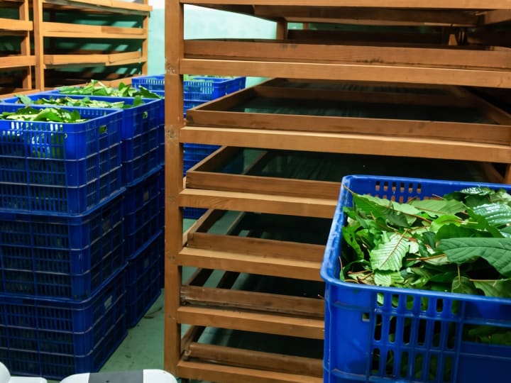 Raw material sorting and handling area with drying trays