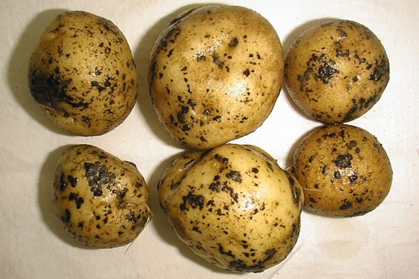 الجرب الأسود