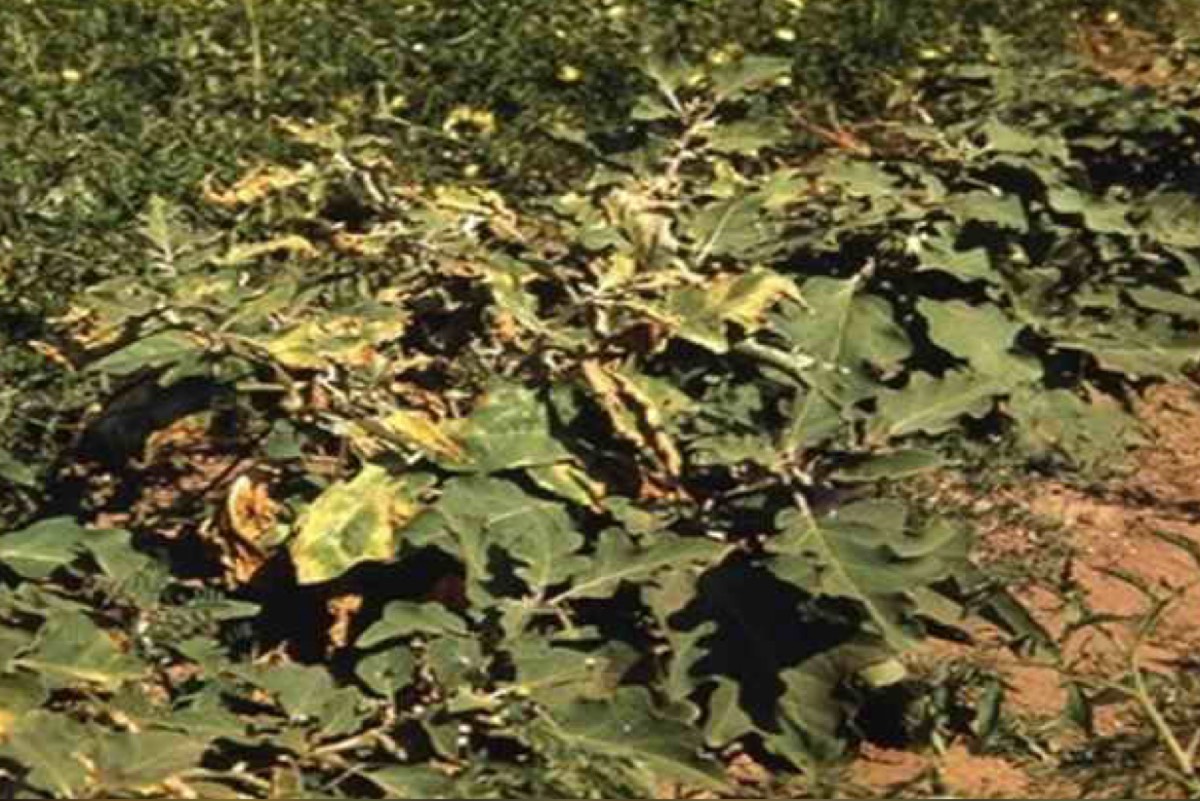 اللفحة المبكرة (Alternaria solani)