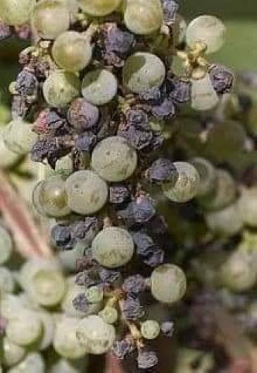 العفن الرمادي (البوتريتس) في العنب