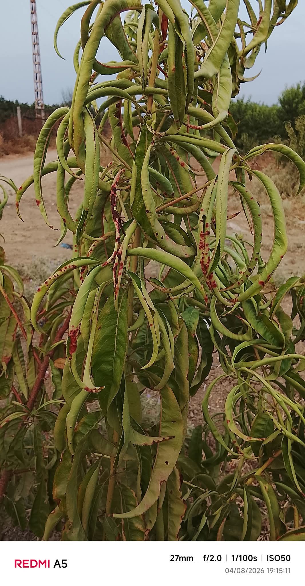 تجعد أوراق الخوخ