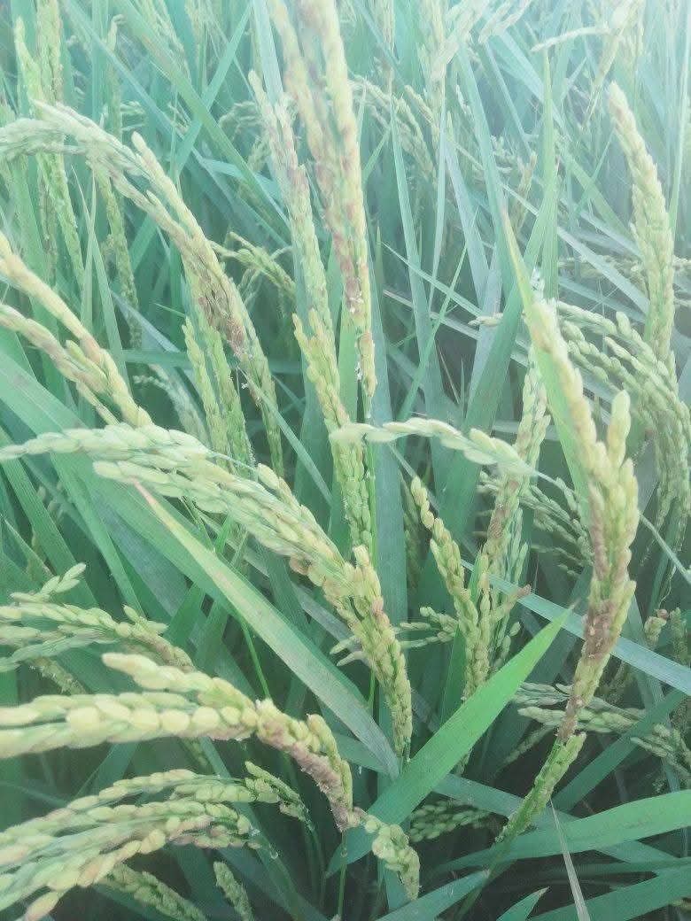 مرض عفن السنبلة الفطري في الأرز