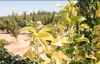 نقص عنصر الحديد في الكمثرى (الاصفرار العروقي)