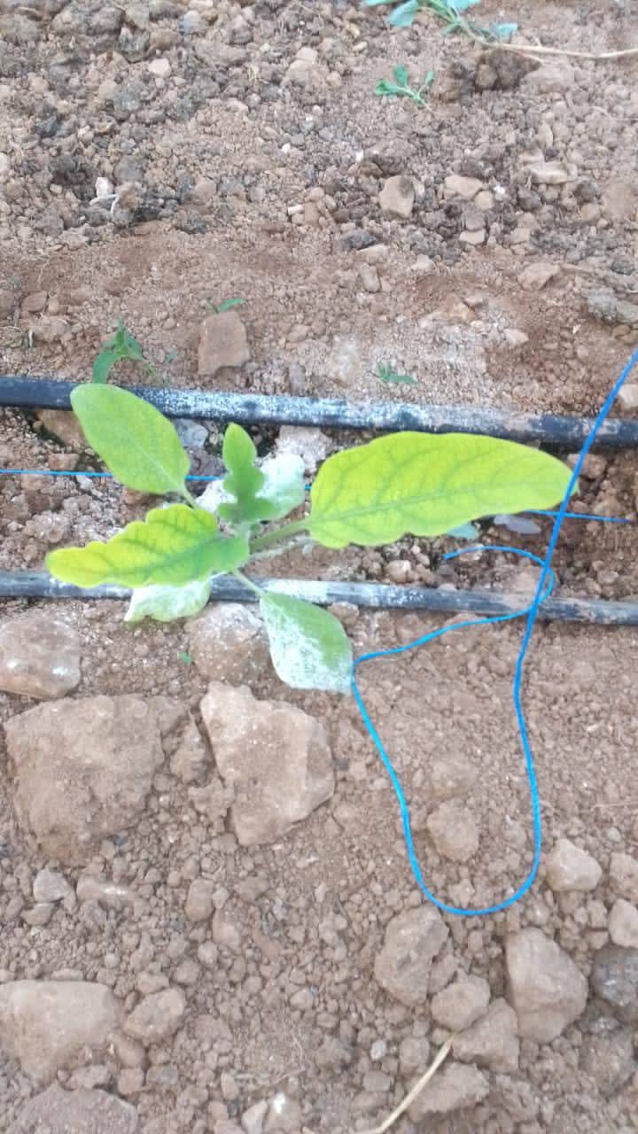 البياض الدقيقي في الباذنجان