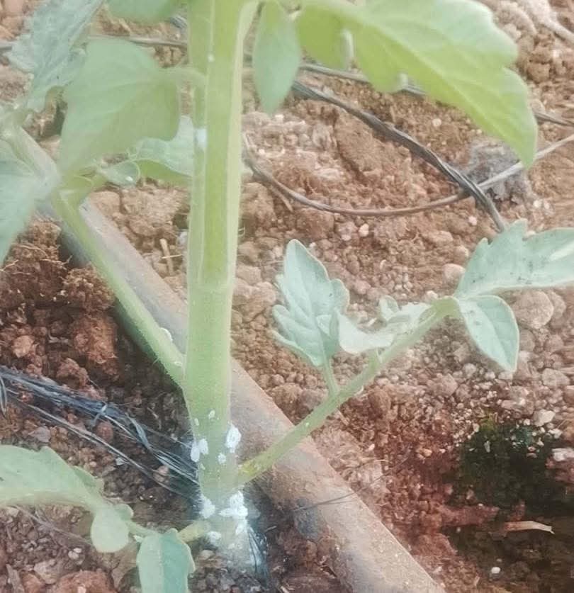 إصابة الذباب الأبيض
