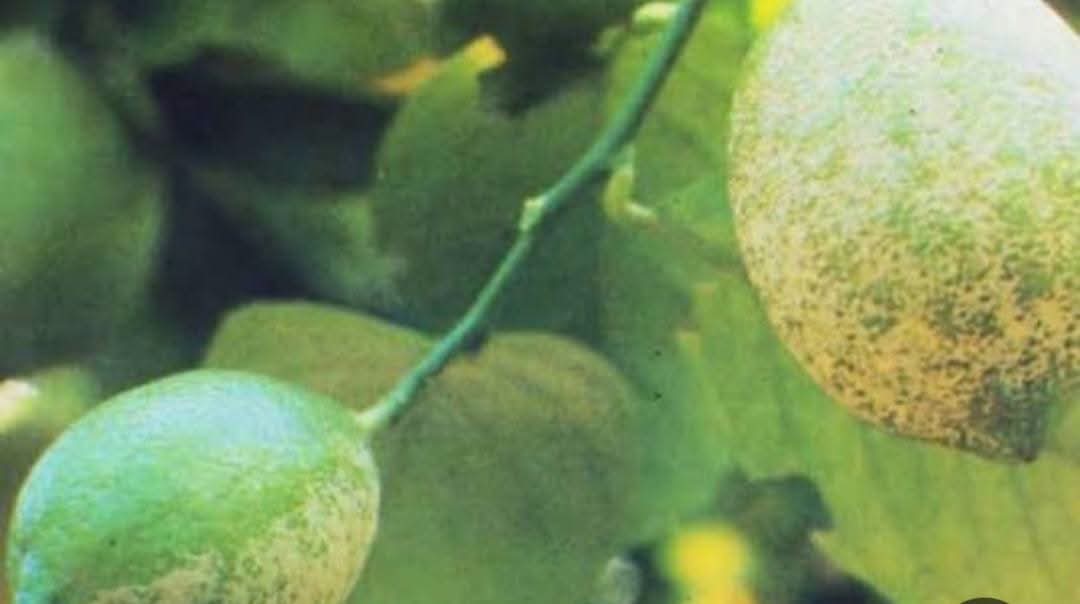 إصابة بصدأ ثمار الموالح (الأكاروس الفضي)