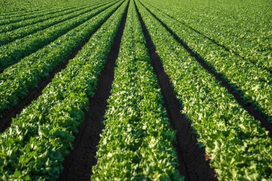 vertical farming