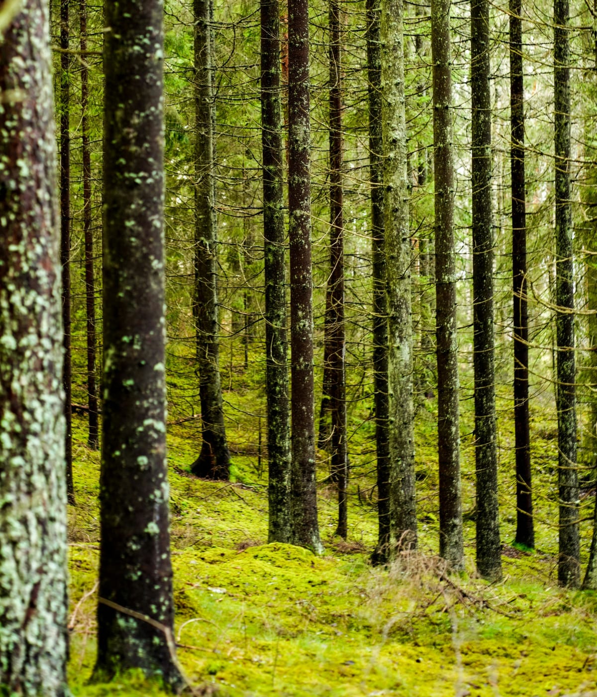 Skogsstig bland träden