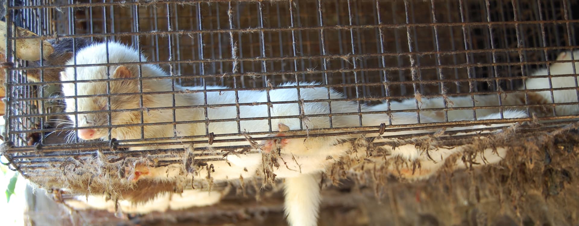Japans sista pälsdjursfarm stängd